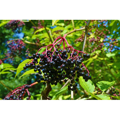 Nectar de baies de sureau 2